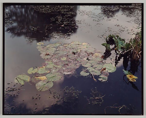 Giverny, Stephen Shore (American, born 1947), Chromogenic print 