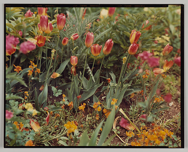 Giverny, Stephen Shore (American, born 1947), Chromogenic print 