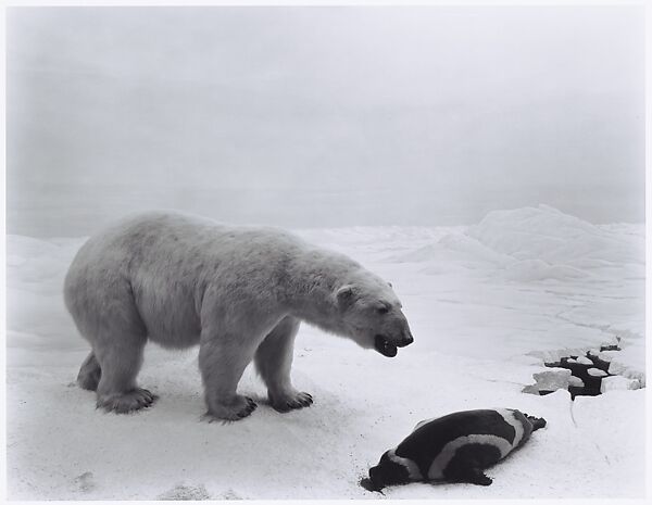 Polar Bear, Hiroshi Sugimoto (Japanese, born Tokyo, 1948), Gelatin silver print 