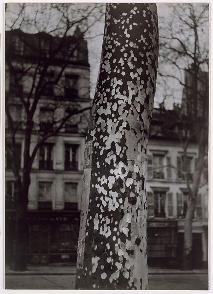 Plane Tree, Paris, Brassaï (French (born Romania), Brașov 1899–1984 Côte d&#39;Azur), Gelatin silver print 