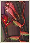 Hawaiian Flowers, Lesley Schiff  American, Color photocopy