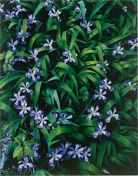 Crested Dwarf Iris, Great Smokey Mountains National Park, Tennessee, Eliot Porter (American, 1901–1990), Dye transfer print 