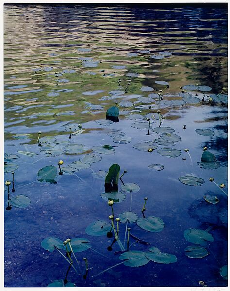 Water Lilies, Rocky Creek, Ozarks, Missouri, Eliot Porter (American, 1901–1990), Dye transfer print 