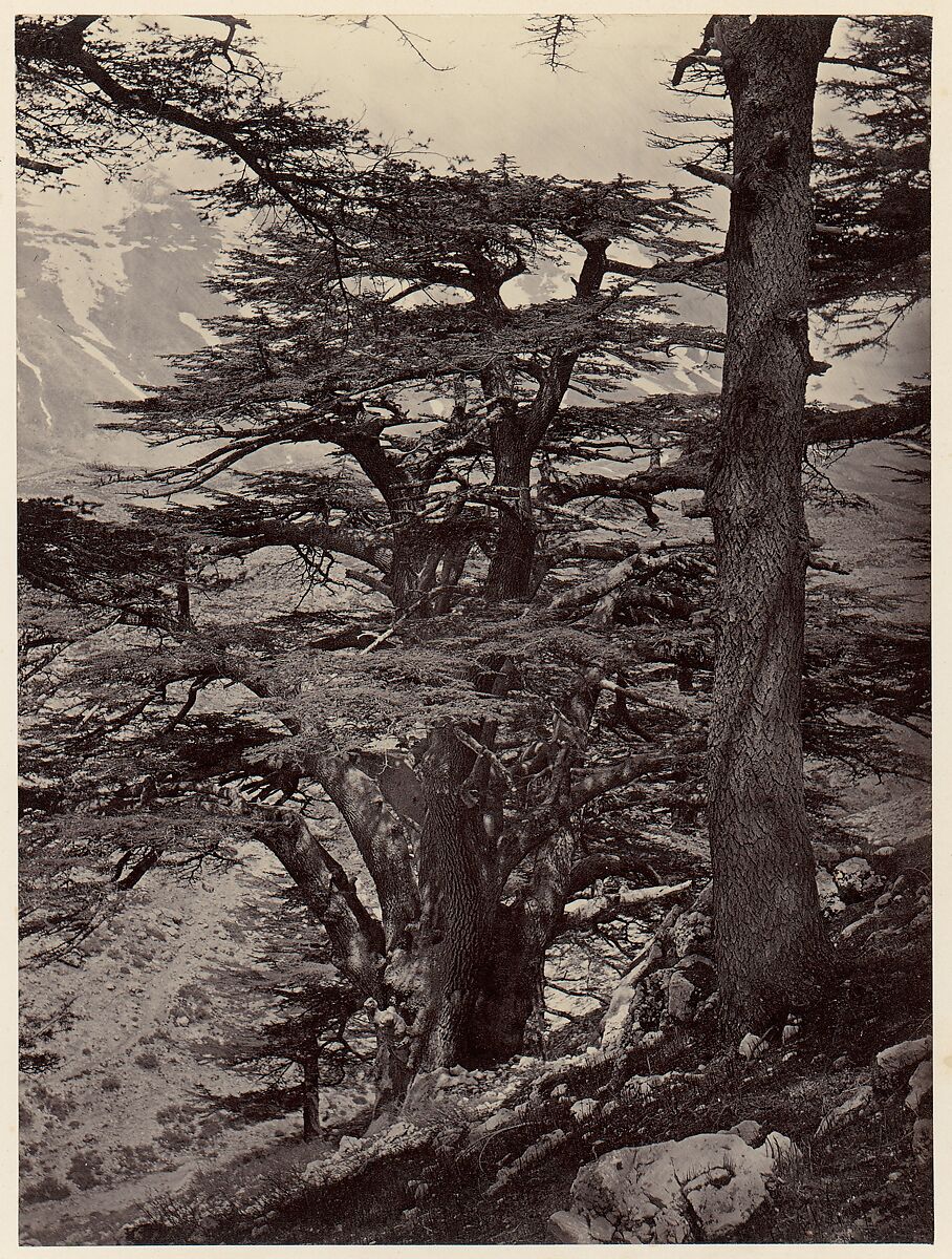 Cedars of Lebanon, Unknown, Albumen silver print 