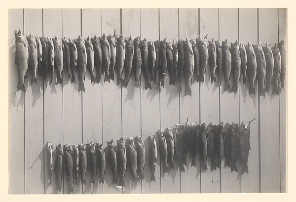 [Two Strings of Fish Nailed to a Wall], Charles Henry Breed (American, 1876–1950), Gelatin silver print 