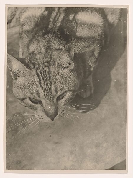 [Cat, Seen From Above], László Moholy-Nagy (American (born Hungary), Borsod 1895–1946 Chicago, Illinois), Gelatin silver print 