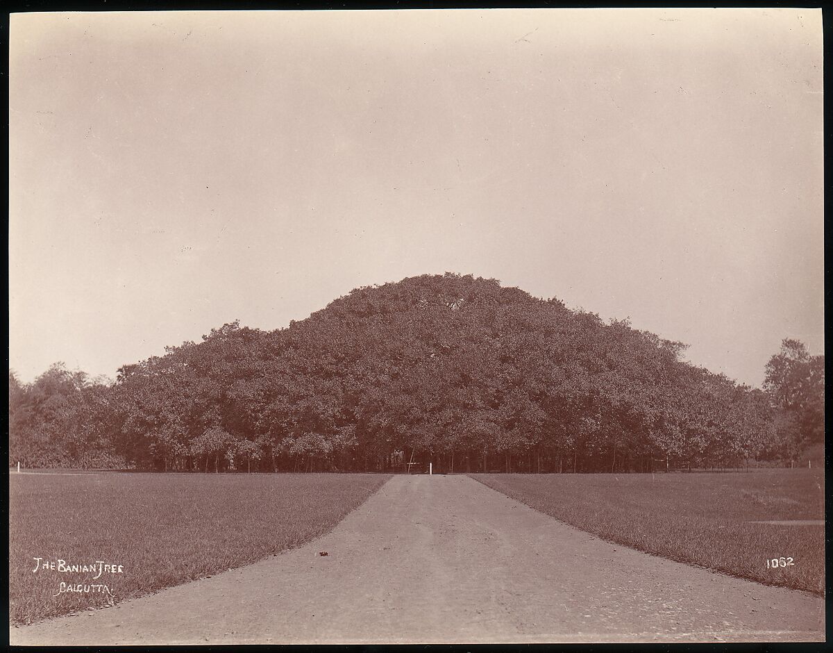 The Banyan Tree, Calcutta, Unknown, Albumen silver print from glass negative 