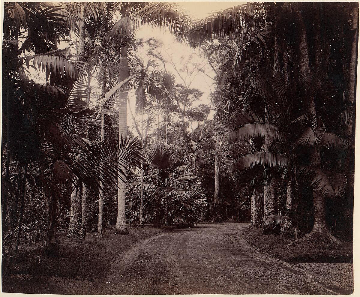 Palm Group, Bvitenzorg, Java, Unknown, Albumen silver print from glass negative 