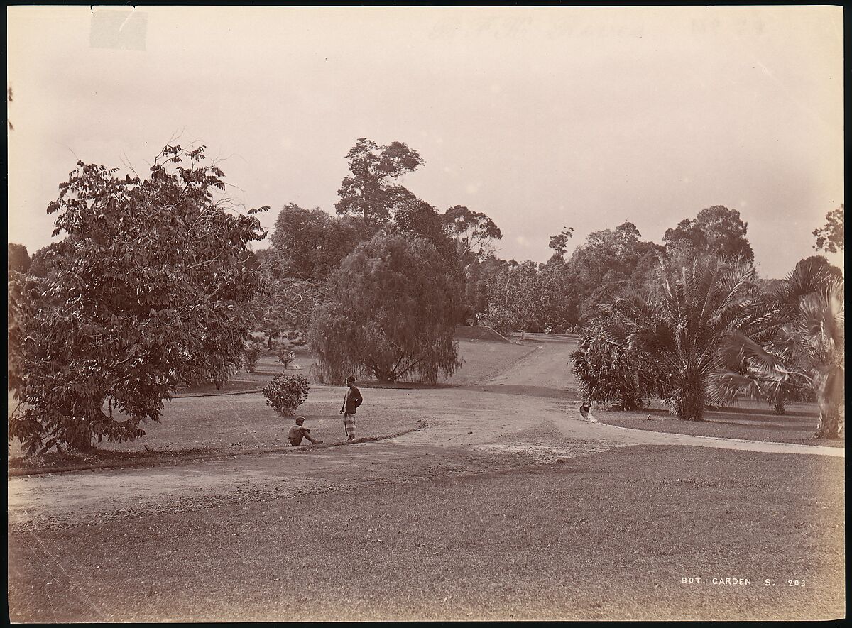 Botanical Garden, Unknown, Albumen silver print from glass negative 