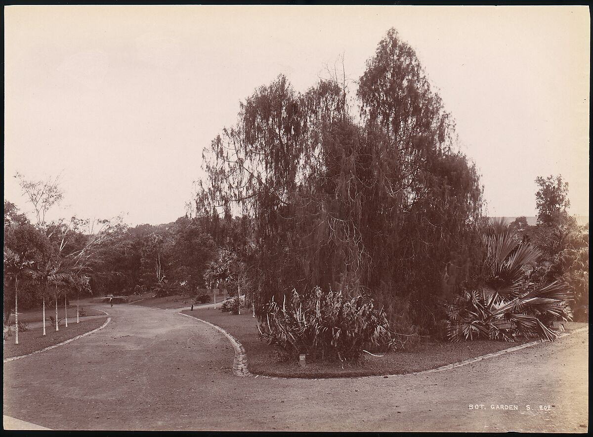 Botanical Garden, Unknown, Albumen silver print from glass negative 