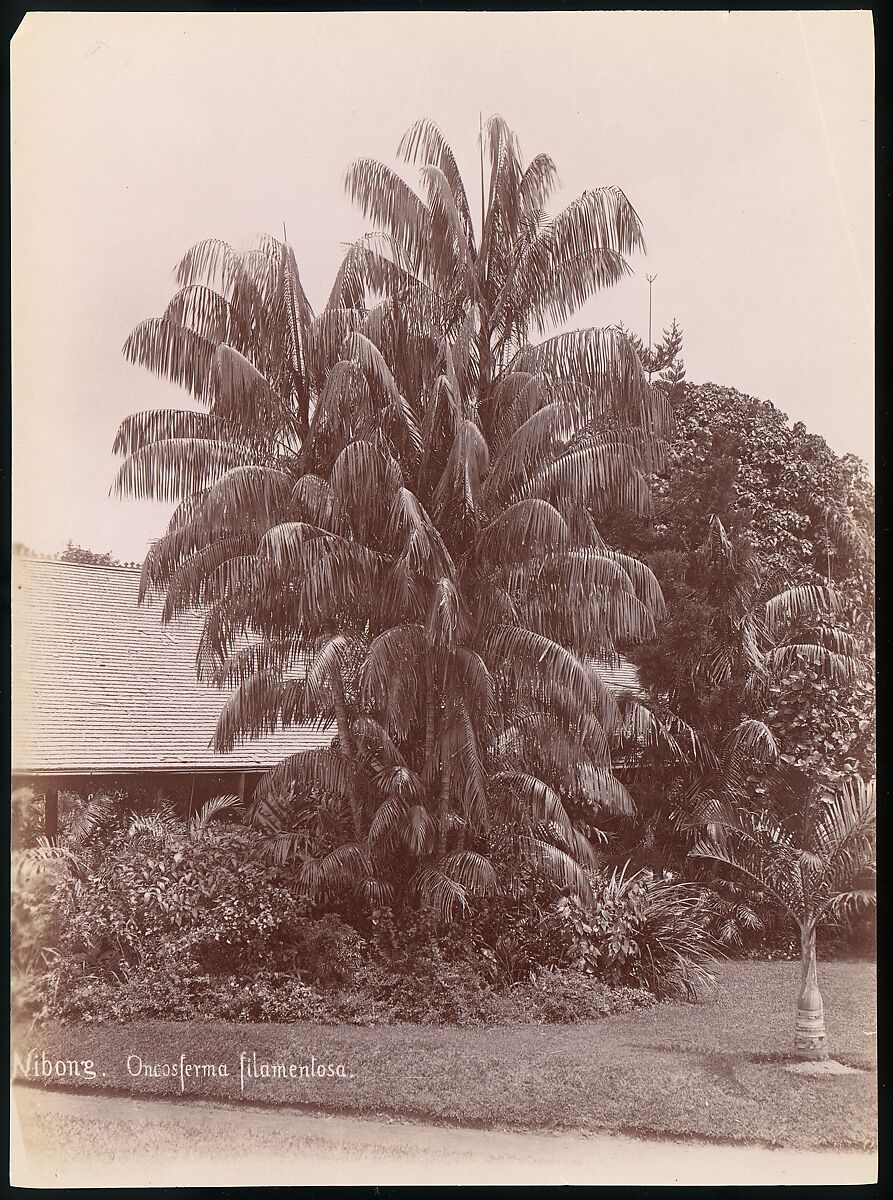 Botanical Garden, Unknown, Albumen silver print from glass negative 