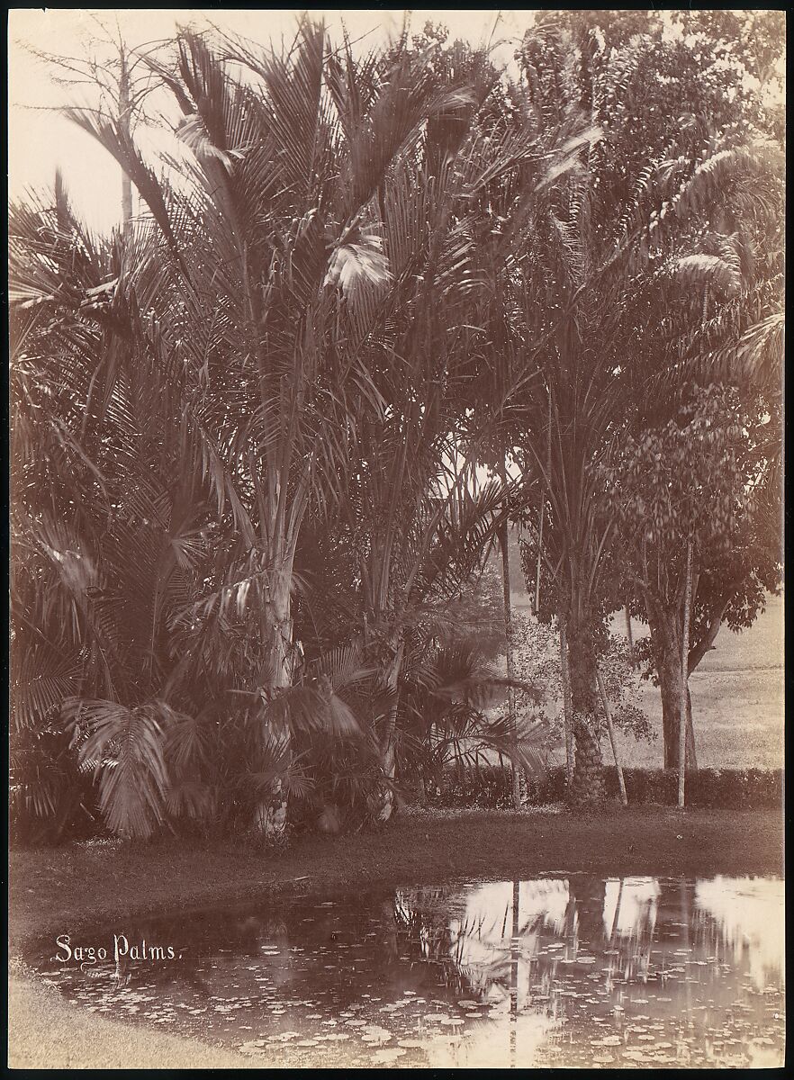 Sago Palms, Unknown, Albumen silver print from glass negative 
