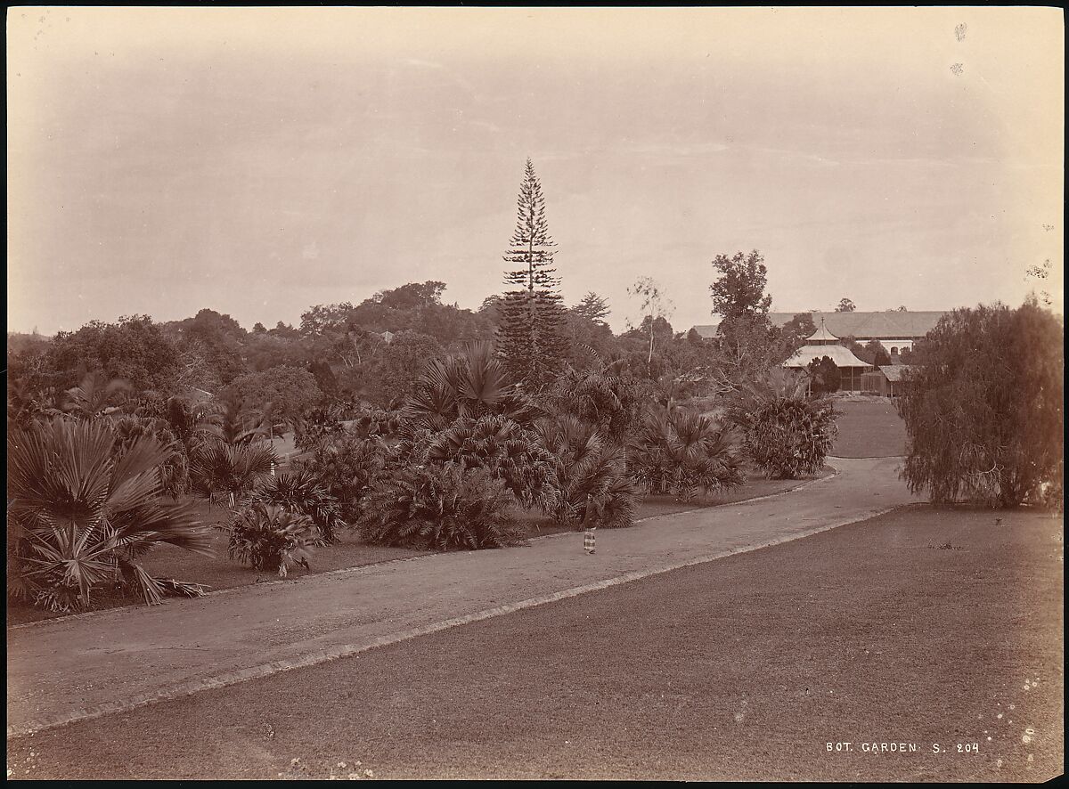 Botanical Garden, Unknown, Albumen silver print from glass negative 