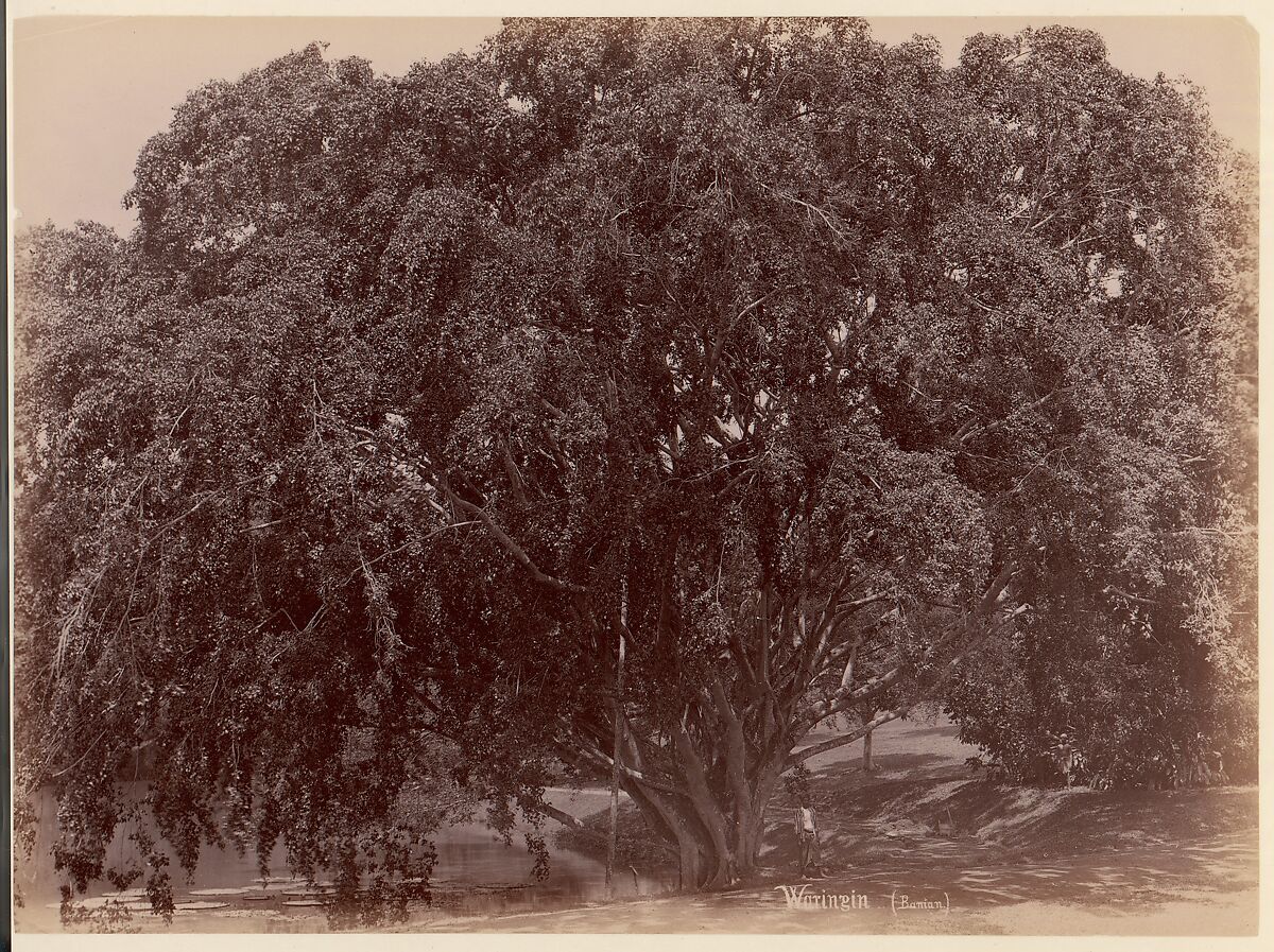 Waringin, (Banyan), Unknown, Albumen silver print from glass negative 