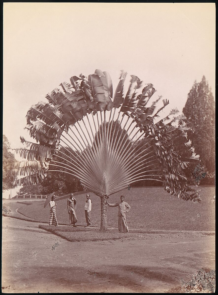 Fan Palm, Singapore, Unknown, Albumen silver print from glass negative 