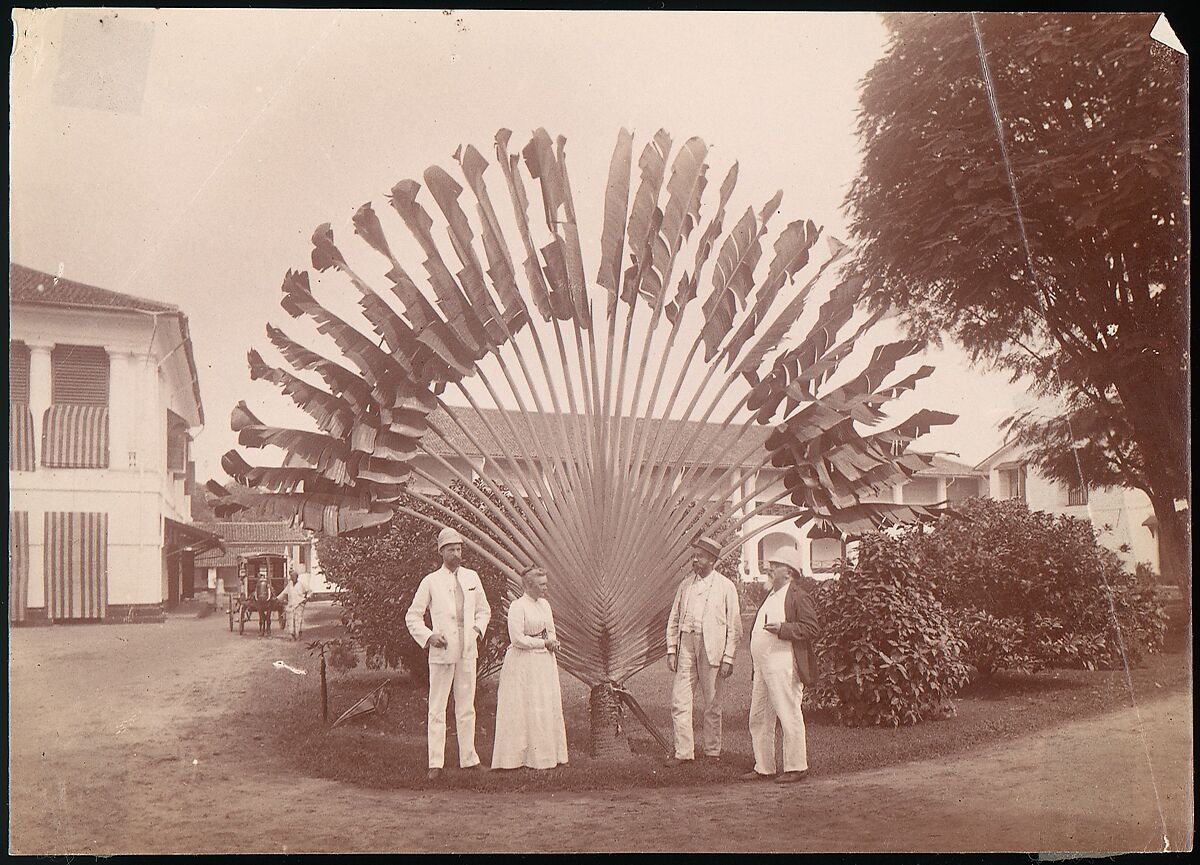 Traveller's Palm or Fan Palm, Singapore, Unknown, Albumen silver print from glass negative 