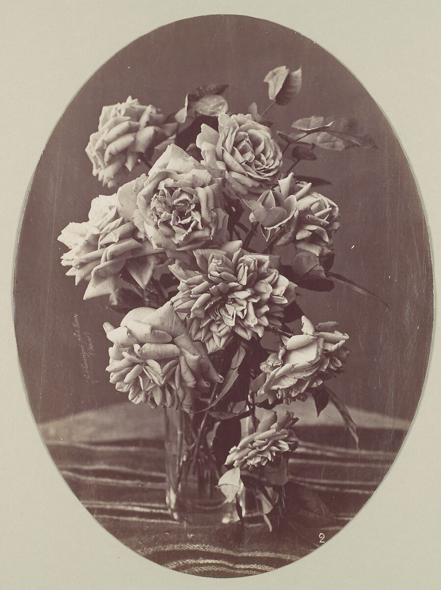 [Roses], Eugène Chauvigné (French, 1837–1894), Albumen silver print from glass negative 