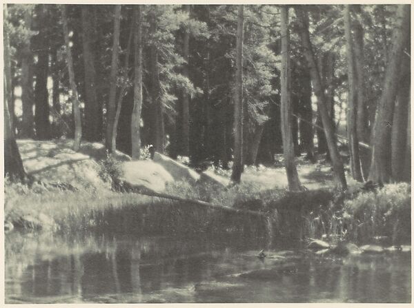 A Grove of Tamarack Pine, Ansel Easton Adams (American, San Francisco, California 1902–1984 Carmel, California), Gelatin silver print 