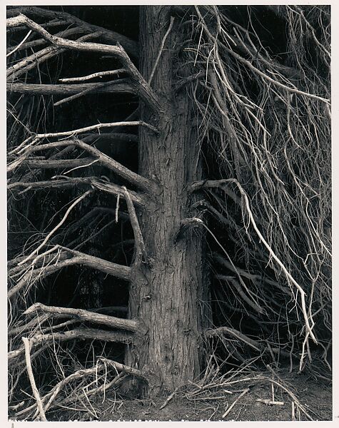 Tree, Point Arena, California, Ansel Easton Adams (American, San Francisco, California 1902–1984 Carmel, California), Instant diffusion transfer print (Polaroid Type 52) 