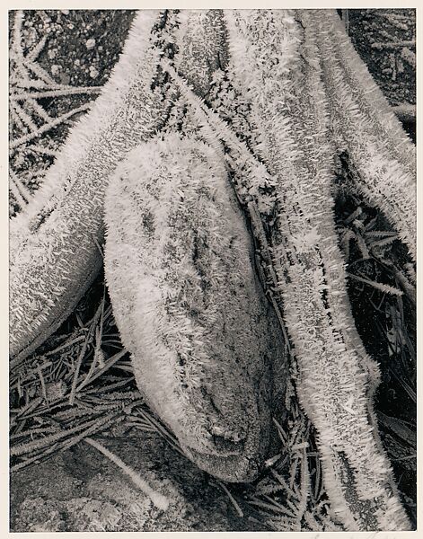 Stump, Rock, Frost, Yosemite Valley, California, Ansel Easton Adams (American, San Francisco, California 1902–1984 Carmel, California), Instant diffusion transfer print (Polaroid) 