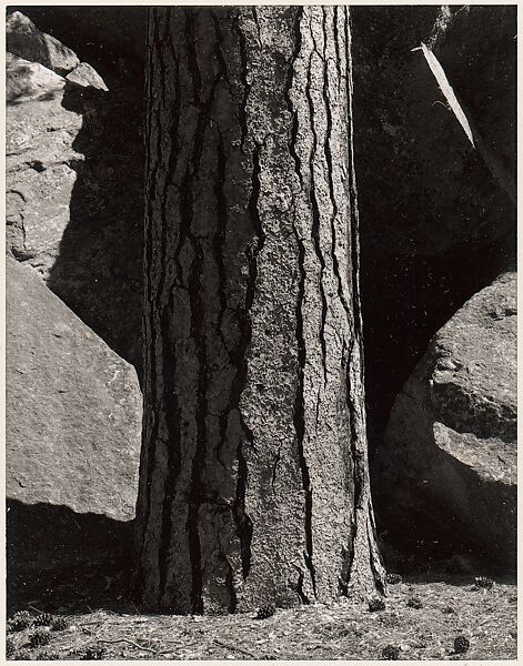 Pine Tree, Rocks, Yosemite Valley, California, Ansel Easton Adams (American, San Francisco, California 1902–1984 Carmel, California), Instant diffusion transfer print (Polaroid) 
