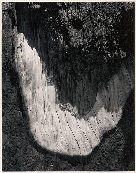 Detail, Sequoia Bark, Yosemite National Park, California, Ansel Easton Adams (American, San Francisco, California 1902–1984 Carmel, California), Instant diffusion transfer print (Polaroid) 
