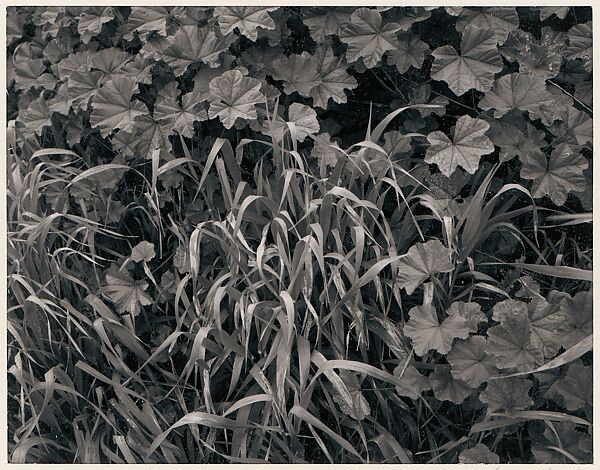 Grass, Laguna Niguel, California, Ansel Easton Adams (American, San Francisco, California 1902–1984 Carmel, California), Instant diffusion transfer print (Polaroid) 