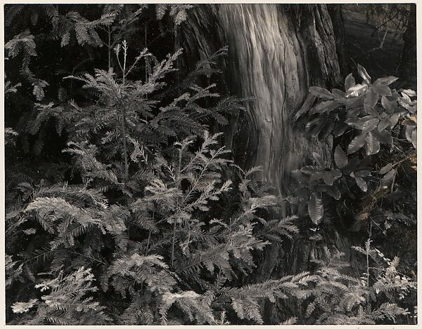 Forest, Northern California, Ansel Easton Adams (American, San Francisco, California 1902–1984 Carmel, California), Instant diffusion transfer print (Polaroid) 