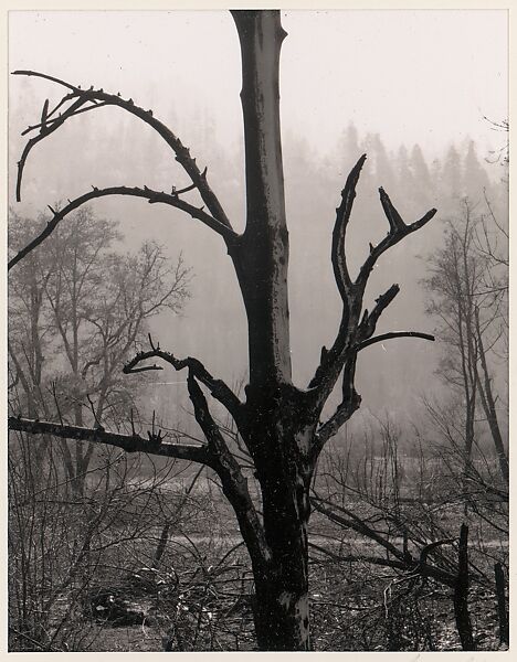 Burned Tree, Western Oregon, Ansel Easton Adams (American, San Francisco, California 1902–1984 Carmel, California), Instant diffusion transfer print (Polaroid) 