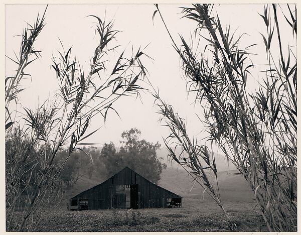 Barn, Bamboo, Laguna Niguel, California, Ansel Easton Adams (American, San Francisco, California 1902–1984 Carmel, California), Instant diffusion transfer print (Polaroid) 