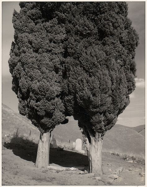 Poplars, Cemetery near Mount Diablo, California, Ansel Easton Adams (American, San Francisco, California 1902–1984 Carmel, California), Instant diffusion transfer print (Polaroid) 