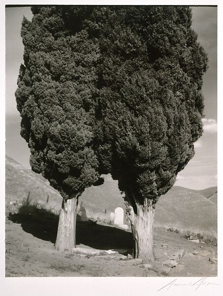 Poplars, Cemetery near Mount Diablo, California, Ansel Easton Adams (American, San Francisco, California 1902–1984 Carmel, California), Instant diffusion transfer print (Polaroid)