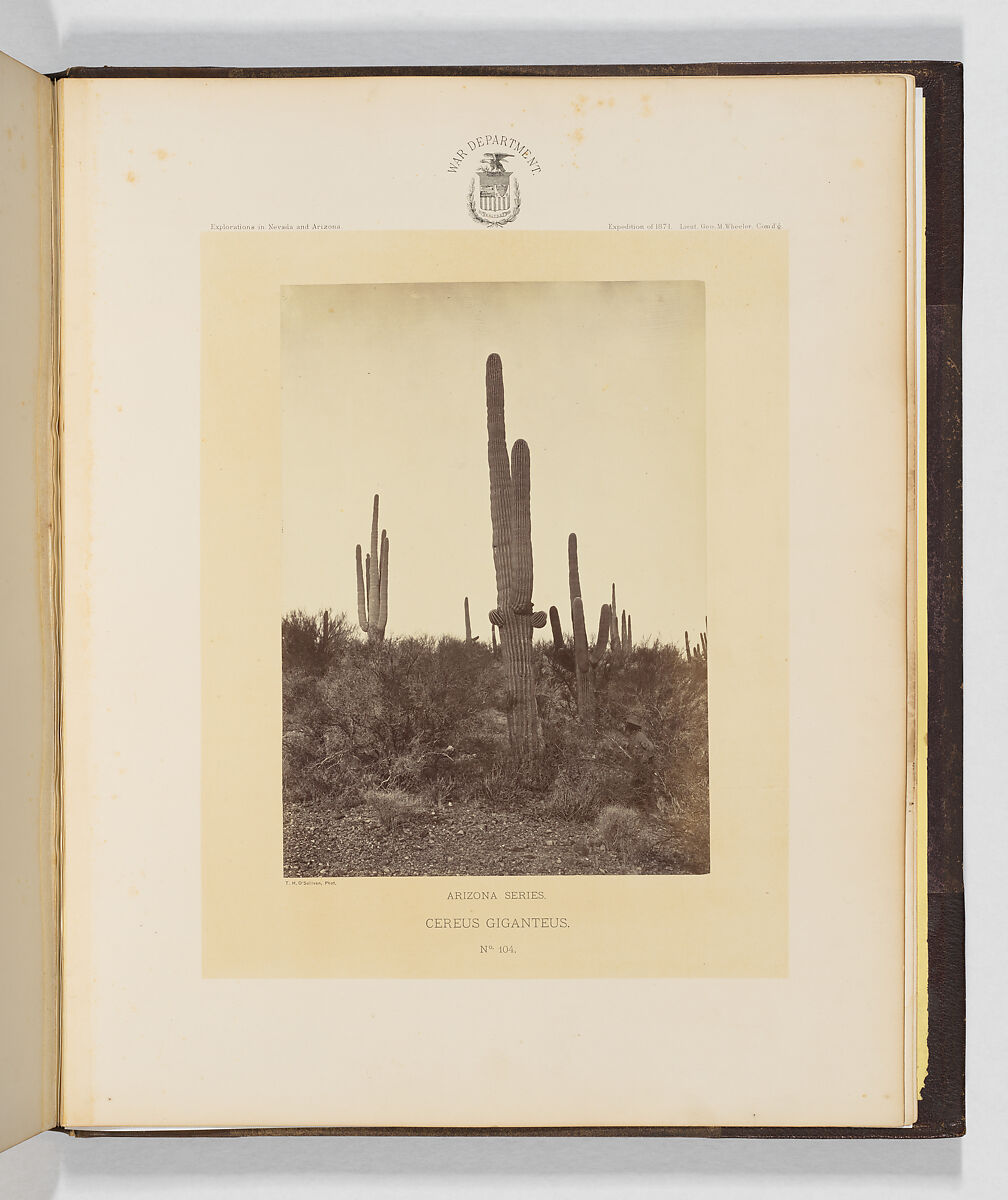 Cereus Giganteus, Timothy H. O&#39;Sullivan (American, born Ireland, 1840–1882), Albumen silver print from glass negative 