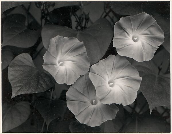 Morning Glories, Massachusetts, Ansel Easton Adams (American, San Francisco, California 1902–1984 Carmel, California), Instant diffusion transfer print (Polaroid) 