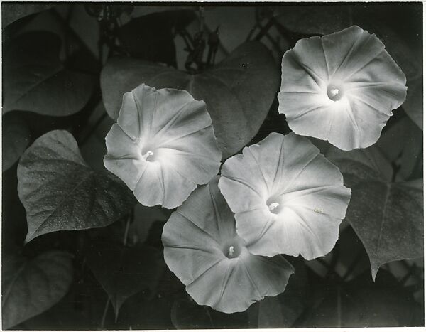 Morning Glories, Massachusetts, Ansel Easton Adams (American, San Francisco, California 1902–1984 Carmel, California), Instant diffusion transfer print (Polaroid)