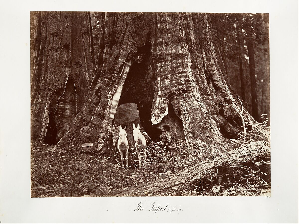 The Tripod, 94 feet circumference, Carleton E. Watkins (American, 1829–1916), Albumen silver print from glass negative 