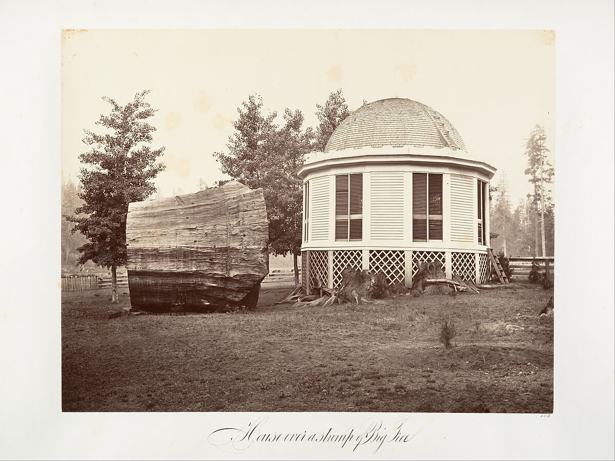 The House over a Stump of a Big Tree, Carleton E. Watkins (American, 1829–1916), Albumen silver print from glass negative 