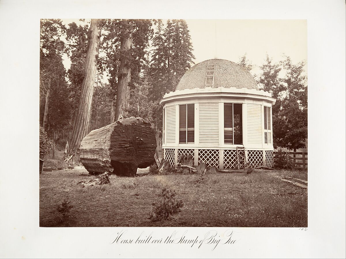The House Built over the Stump of a Big Tree, Carleton E. Watkins (American, 1829–1916), Albumen silver print from glass negative 