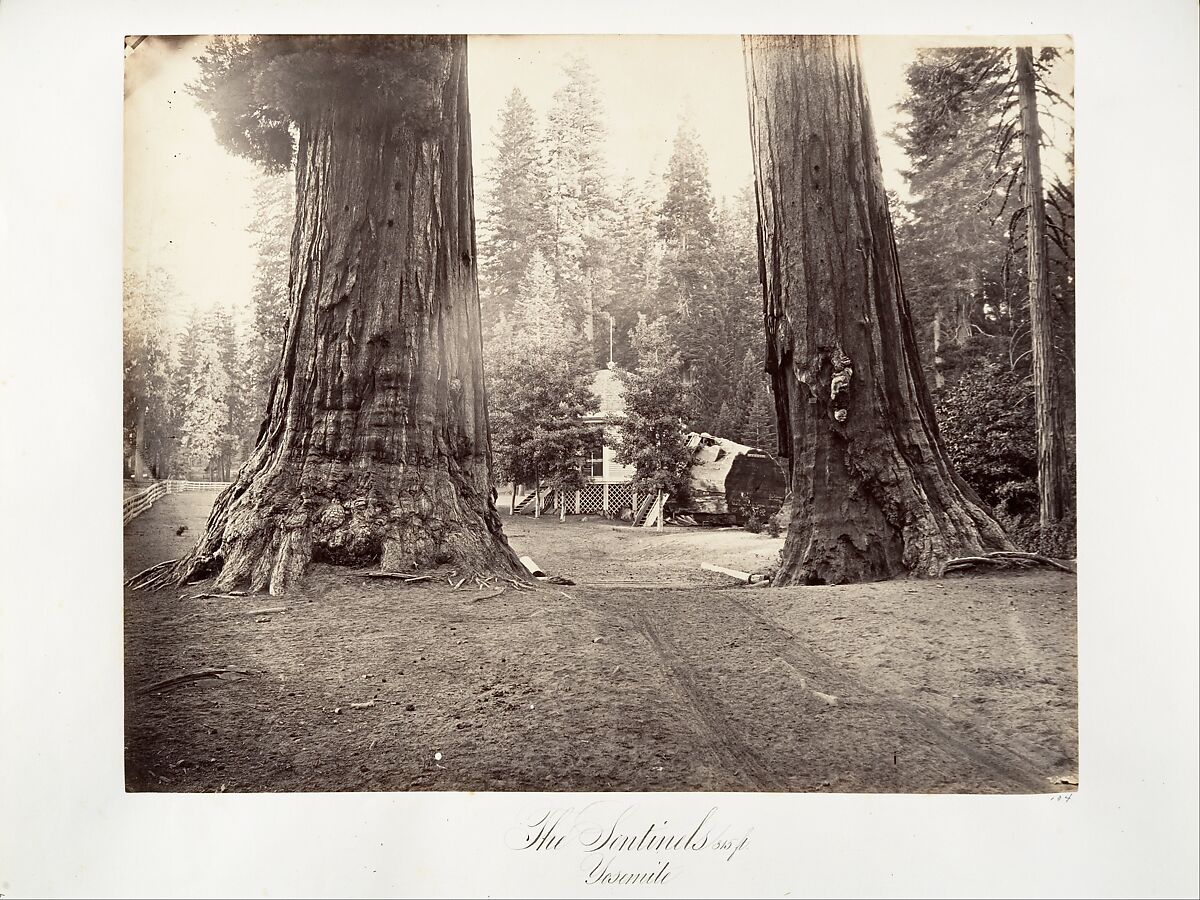 The Sentinels, 315 feet, Yosemite, Carleton E. Watkins (American, 1829–1916), Albumen silver print from glass negative 