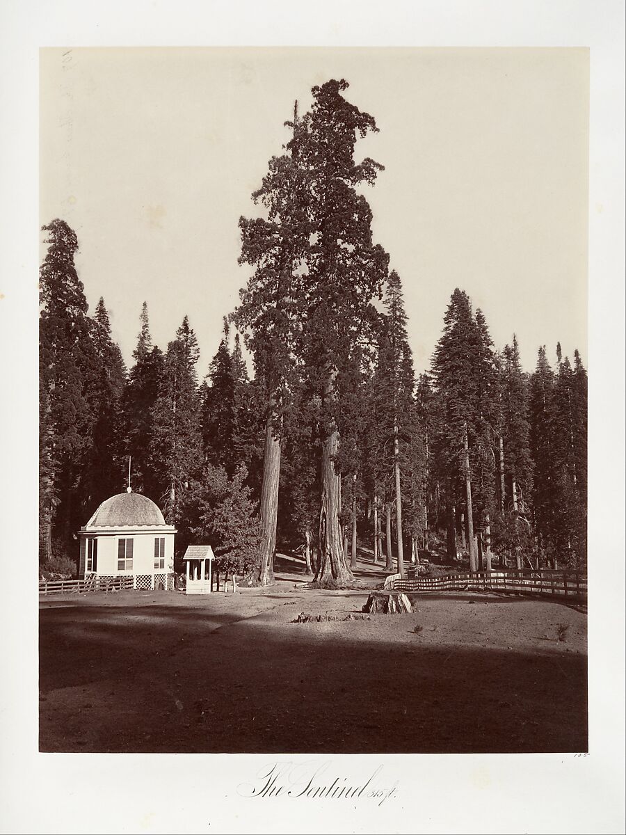 The Sentinel, 315 feet, Carleton E. Watkins (American, 1829–1916), Albumen silver print from glass negative 