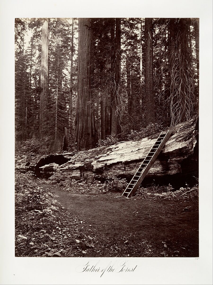 Father of the Forest, Carleton E. Watkins (American, 1829–1916), Albumen silver print from glass negative 