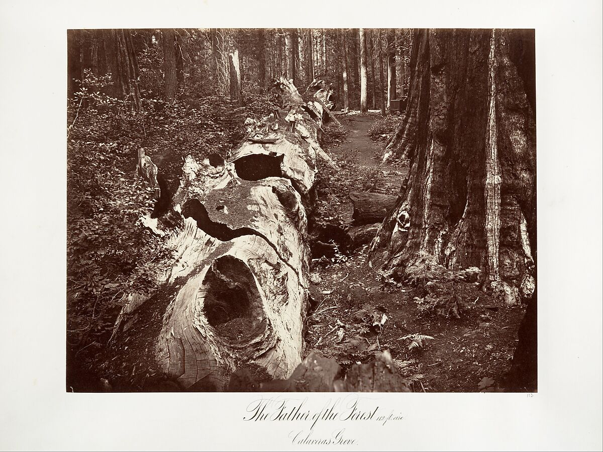 The Father of the Forest, 112 feet circumference, Calaveras Grove, Carleton E. Watkins (American, 1829–1916), Albumen silver print from glass negative 