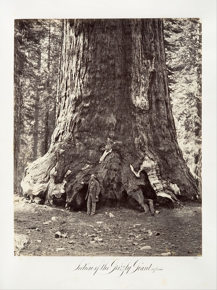 Section of the Grizzly Giant, 101 feet circumference, Carleton E. Watkins (American, 1829–1916), Albumen silver print from glass negative 