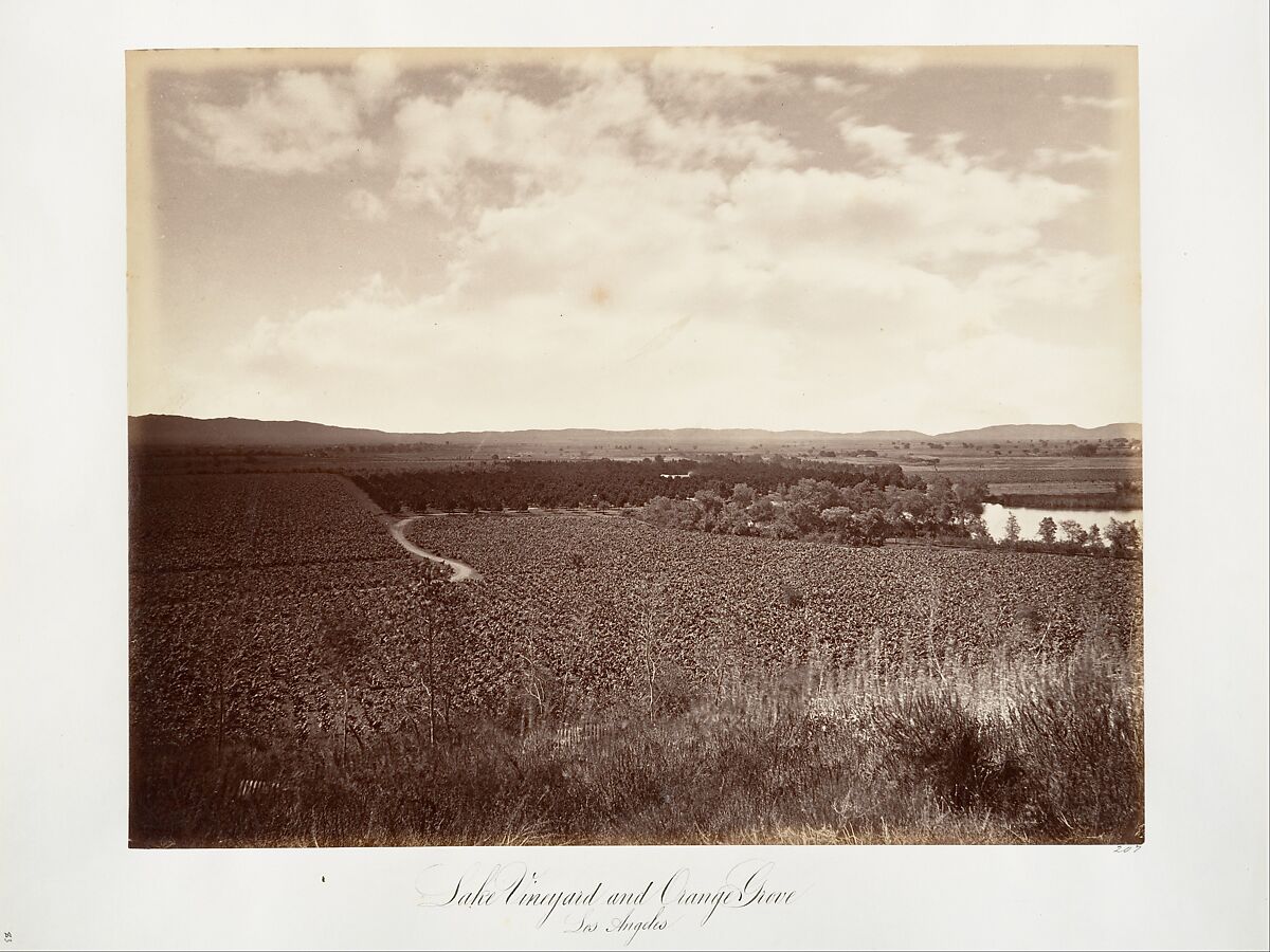 Lake Vineyard and Orange Grove, Los Angeles, Carleton E. Watkins (American, 1829–1916), Albumen silver print from glass negative 