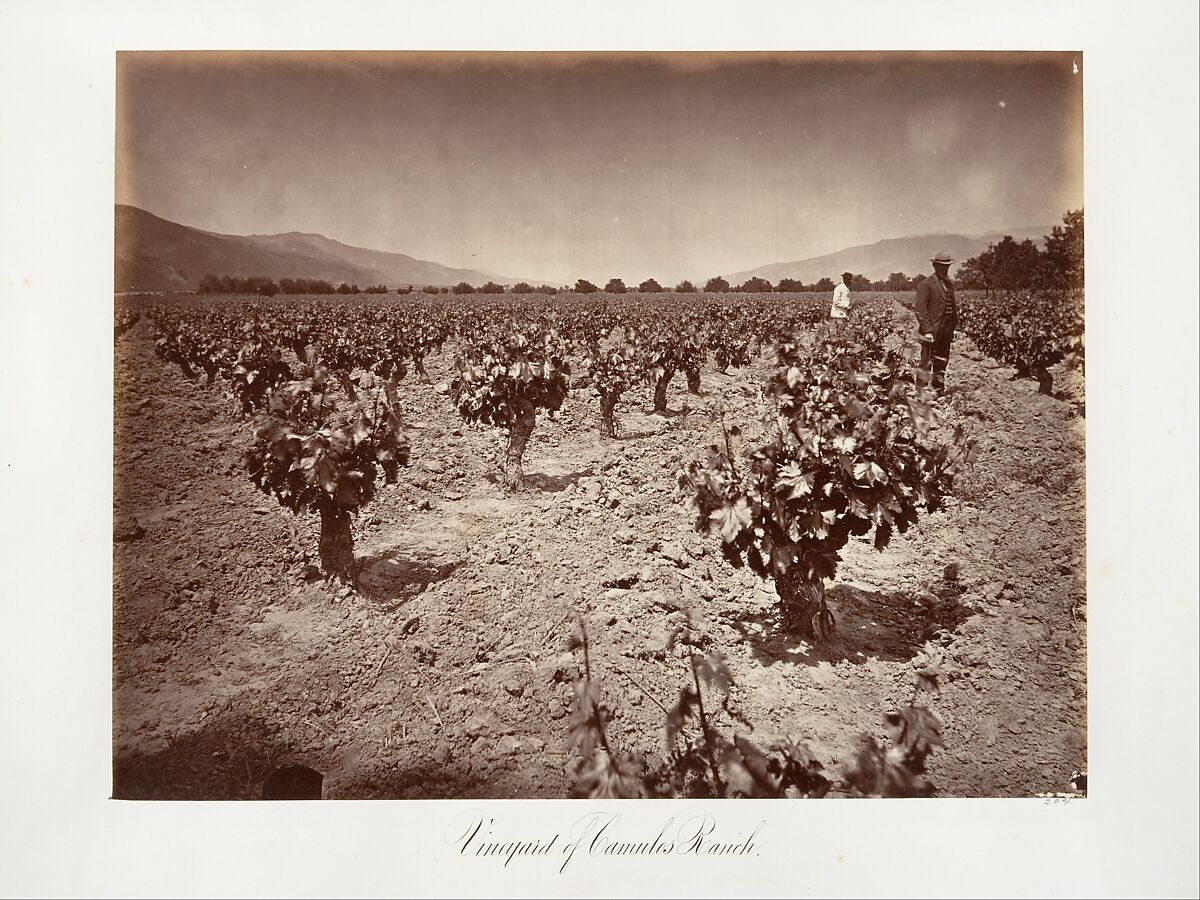 Vineyard of Camulos Ranch, Carleton E. Watkins (American, 1829–1916), Albumen silver print from glass negative 
