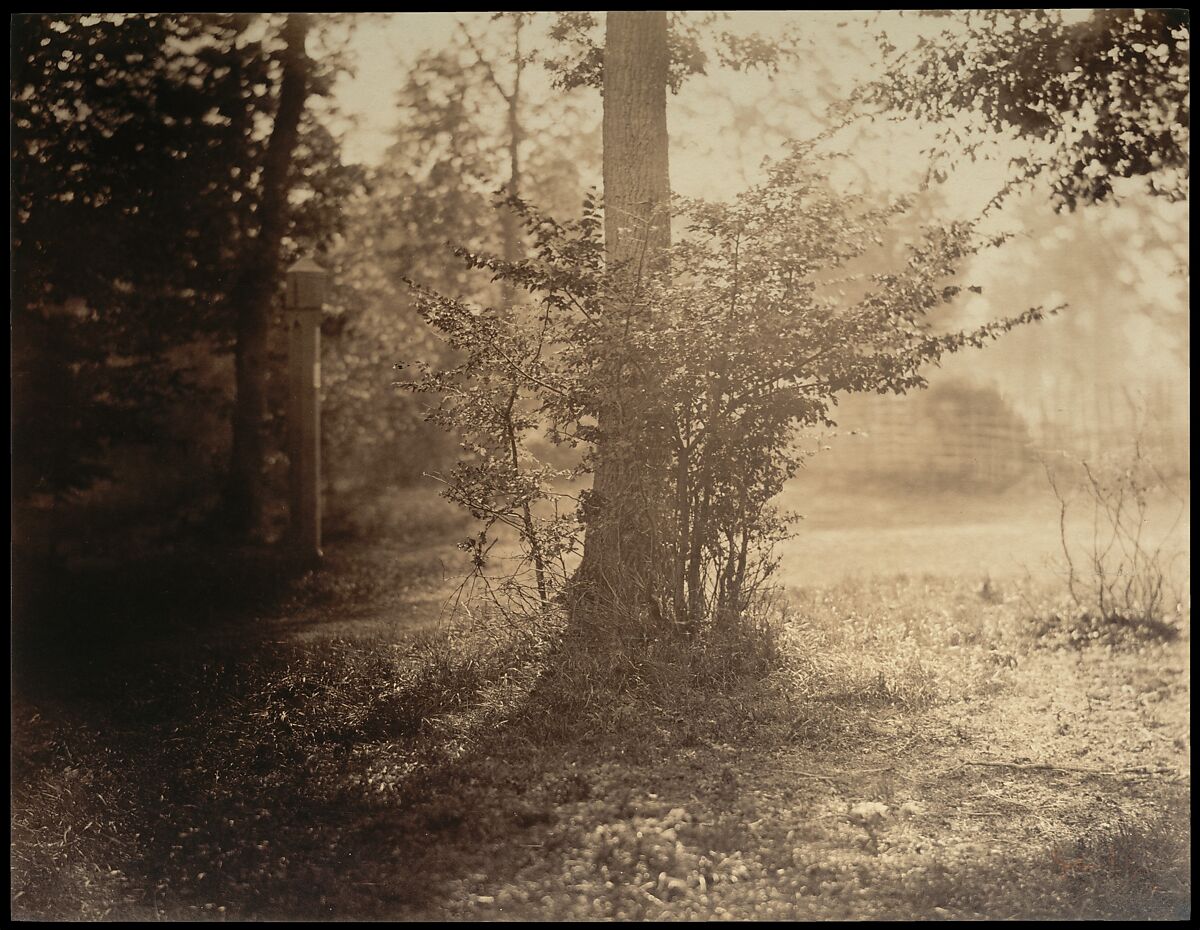 Tree Study, Forest of Fontainebleau, Gustave Le Gray (French, 1820–1884), Albumen silver print from glass negative 