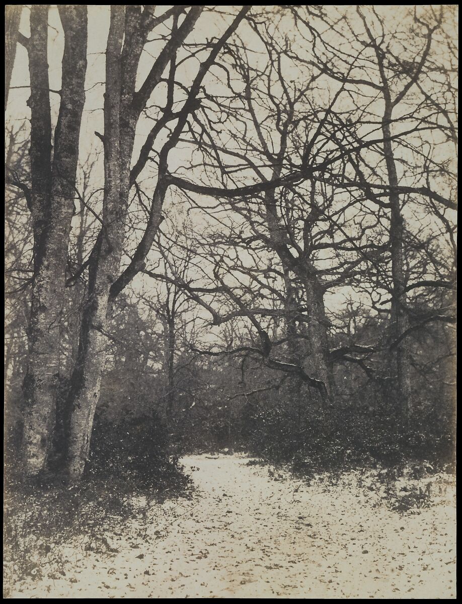 [Fontainebleau Forest], Eugène Cuvelier (French, 1837–1900), Salted paper print from paper negative 