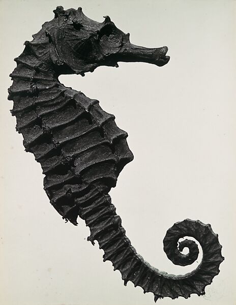 Histoire naturelle, Man Ray (American, Philadelphia, Pennsylvania 1890–1976 Paris), Gelatin silver print 