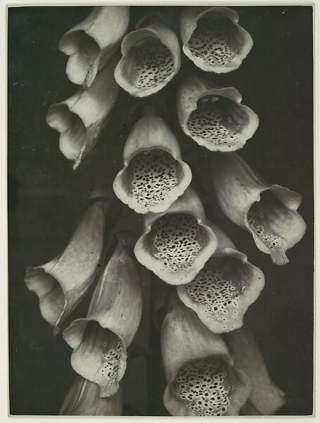 Digitalis Purpurea, Albert Renger-Patzsch (German, Wurzburg 1897–1966 Wamel), Gelatin silver print 