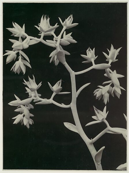 Echeveria Gibbiflora var. Melia Ilica, Albert Renger-Patzsch (German, Wurzburg 1897–1966 Wamel), Gelatin silver print 